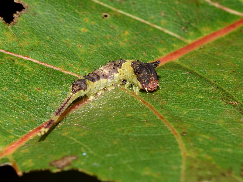 Larva, pupa e adulto di Furcula bifida - Notodontidae